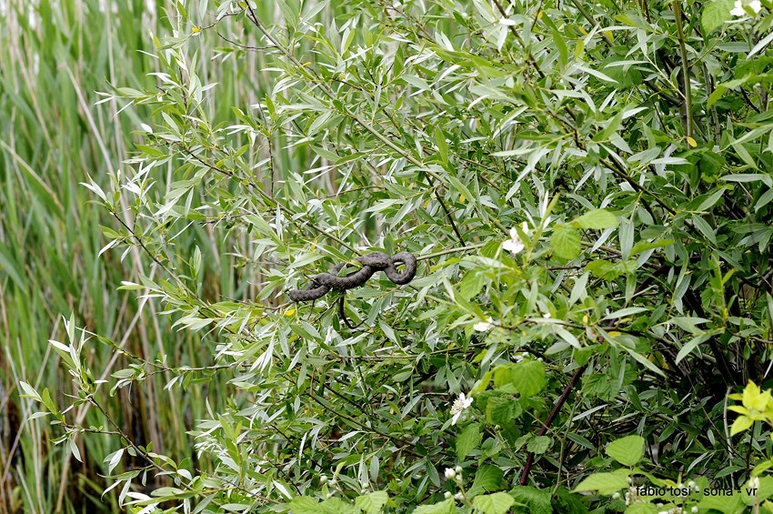 Natrix tessellata: famiglia allargata o famiglia stipata?